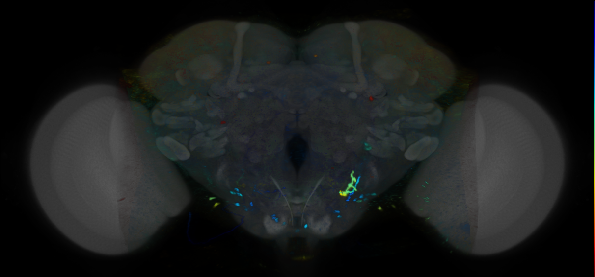 P{VT002067-GAL4} expression pattern
