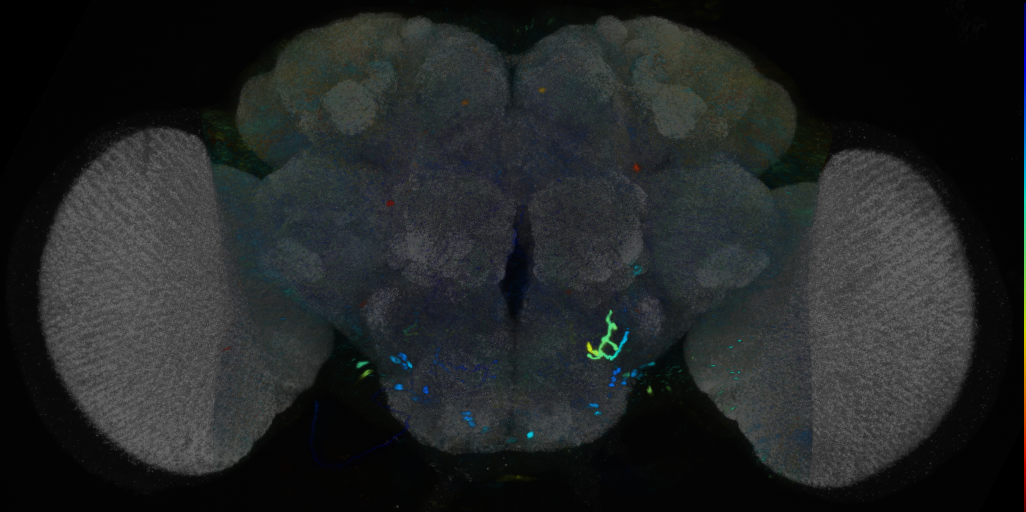 P{VT002067-GAL4} expression pattern
