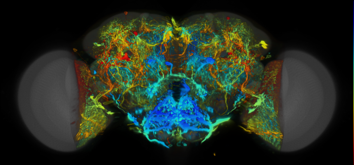 P{VT002213-GAL4} expression pattern