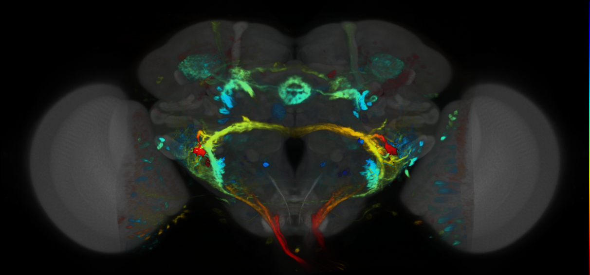 P{VT002226-GAL4} expression pattern
