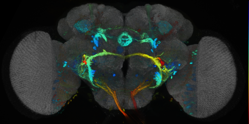 P{VT002226-GAL4} expression pattern