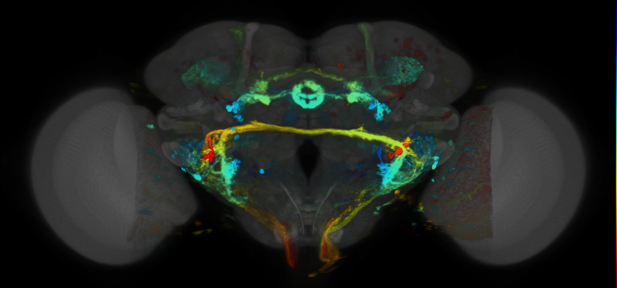 P{VT002226-GAL4} expression pattern