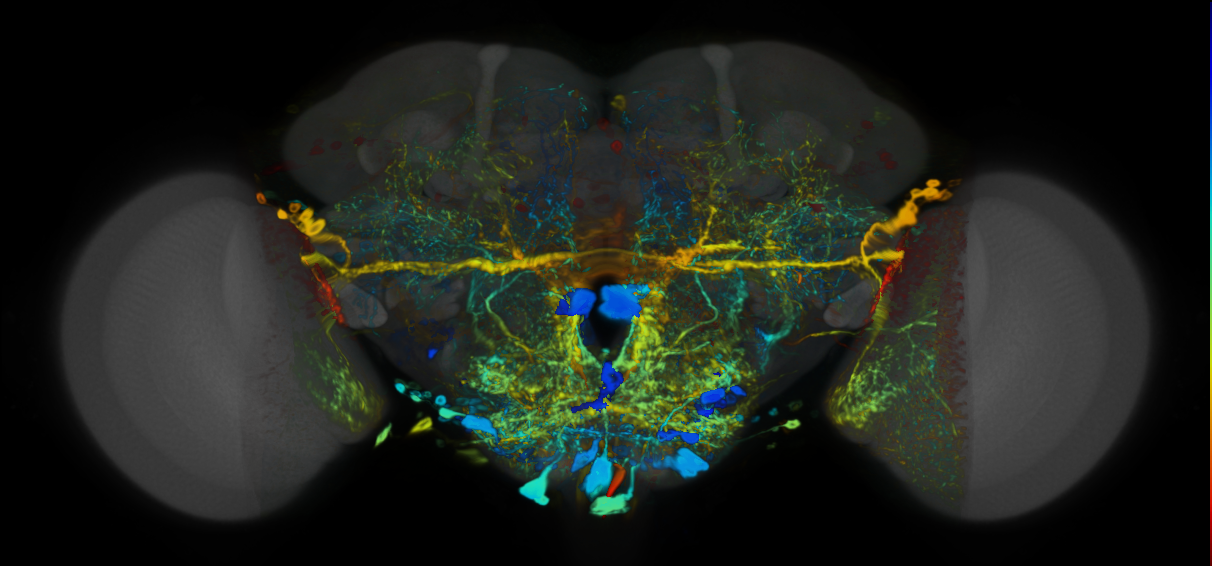 P{VT002408-GAL4} expression pattern