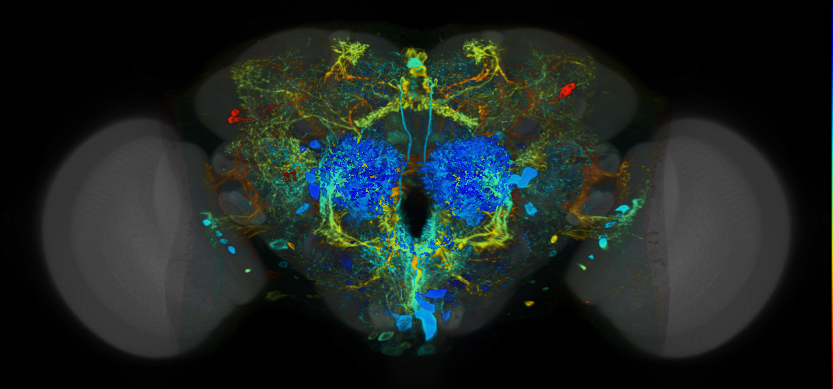 P{VT002471-GAL4} expression pattern