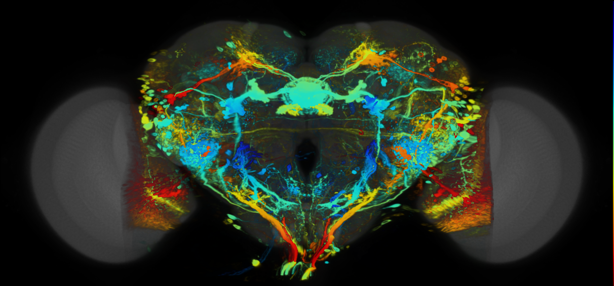 P{VT002841-GAL4} expression pattern