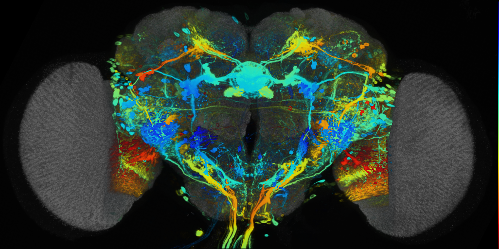 P{VT002841-GAL4} expression pattern