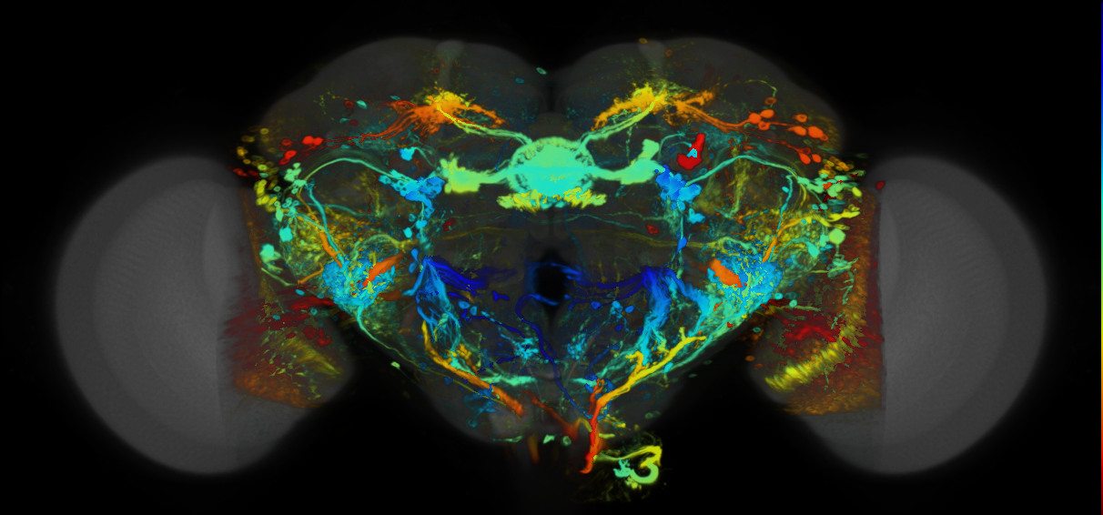 P{VT002841-GAL4} expression pattern