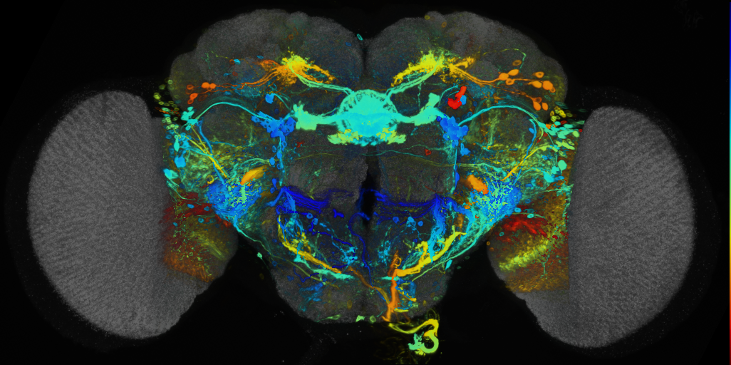 P{VT002841-GAL4} expression pattern