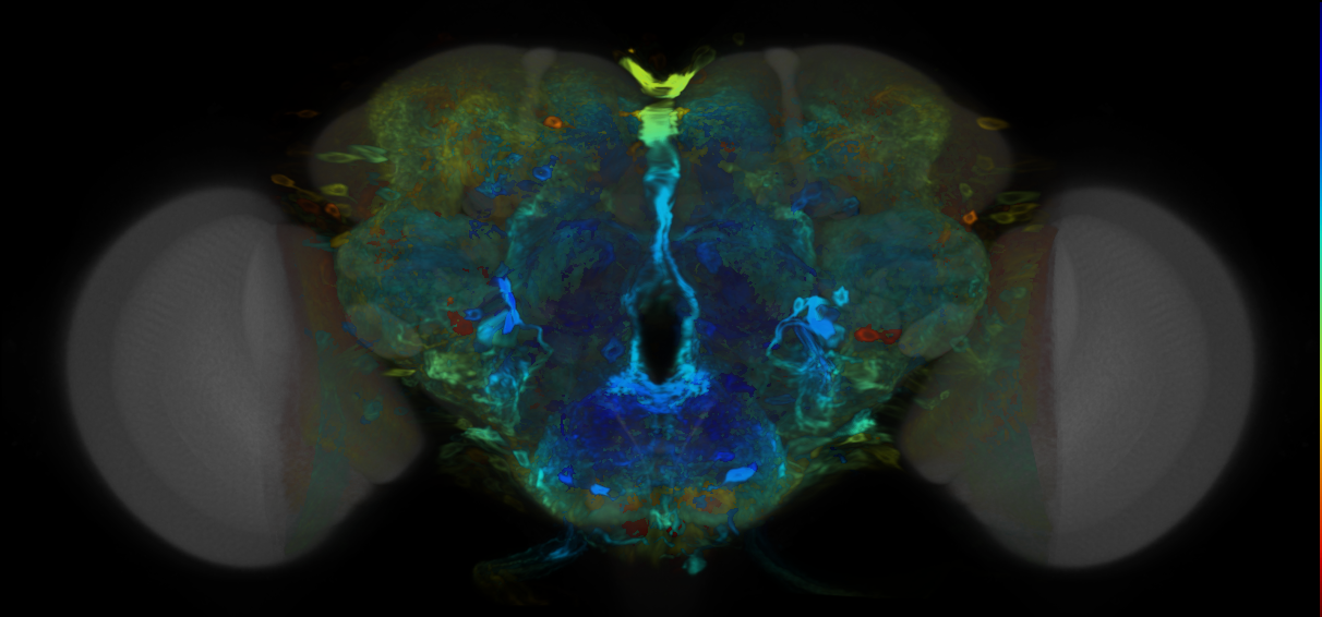 P{VT002860-GAL4} expression pattern