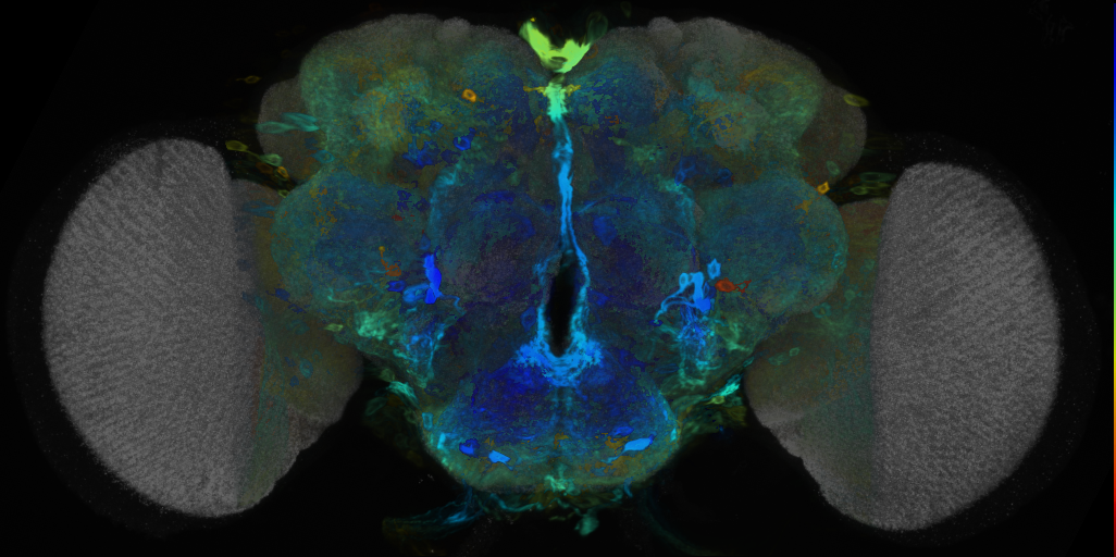 P{VT002860-GAL4} expression pattern
