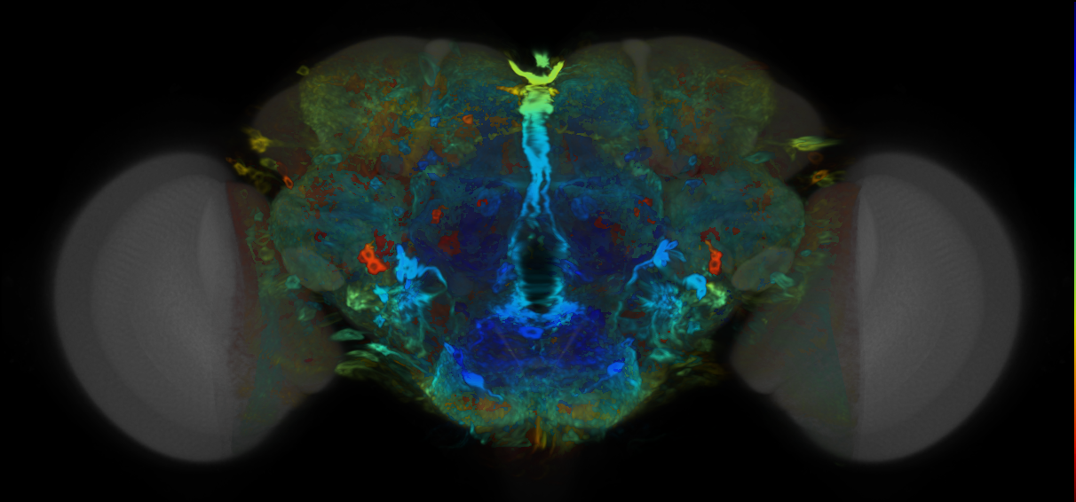 P{VT002860-GAL4} expression pattern