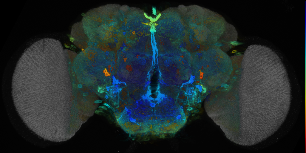 P{VT002860-GAL4} expression pattern
