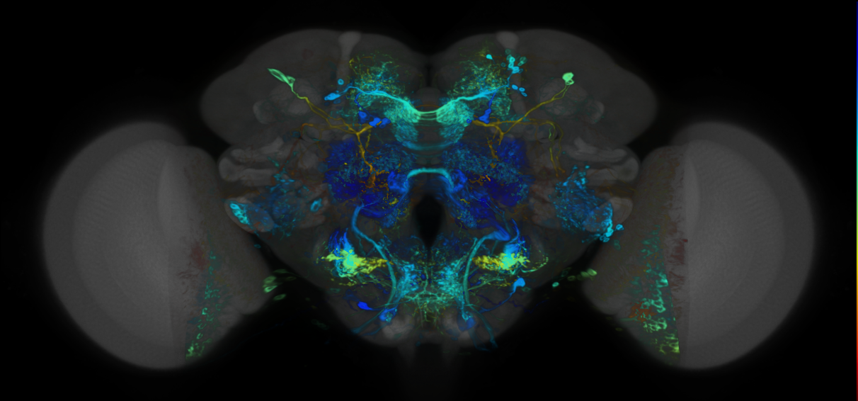 P{VT003155-GAL4} expression pattern