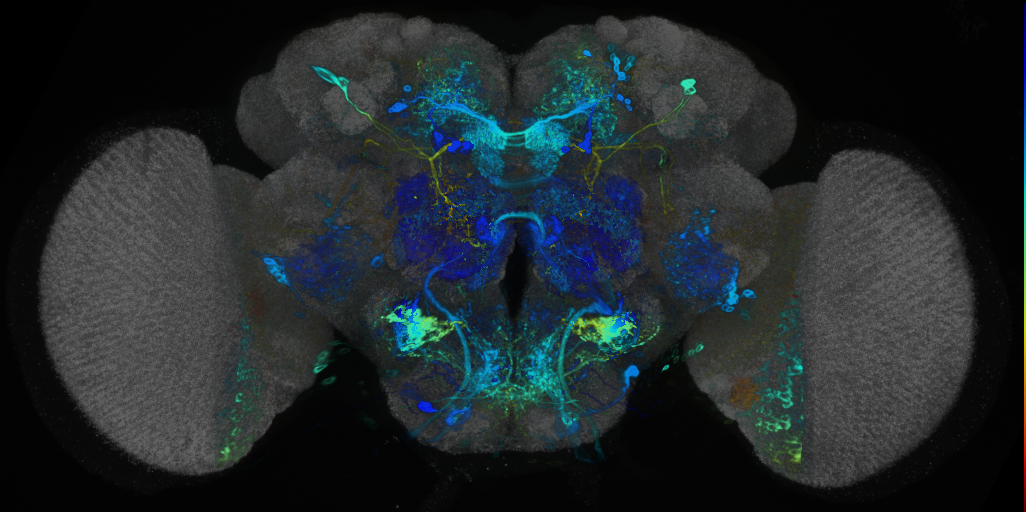 P{VT003155-GAL4} expression pattern