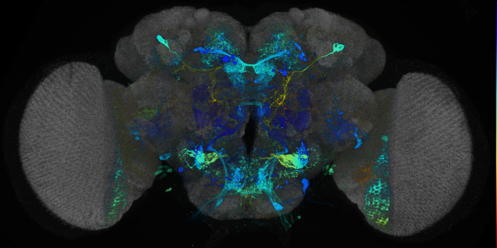 P{VT003155-GAL4} expression pattern