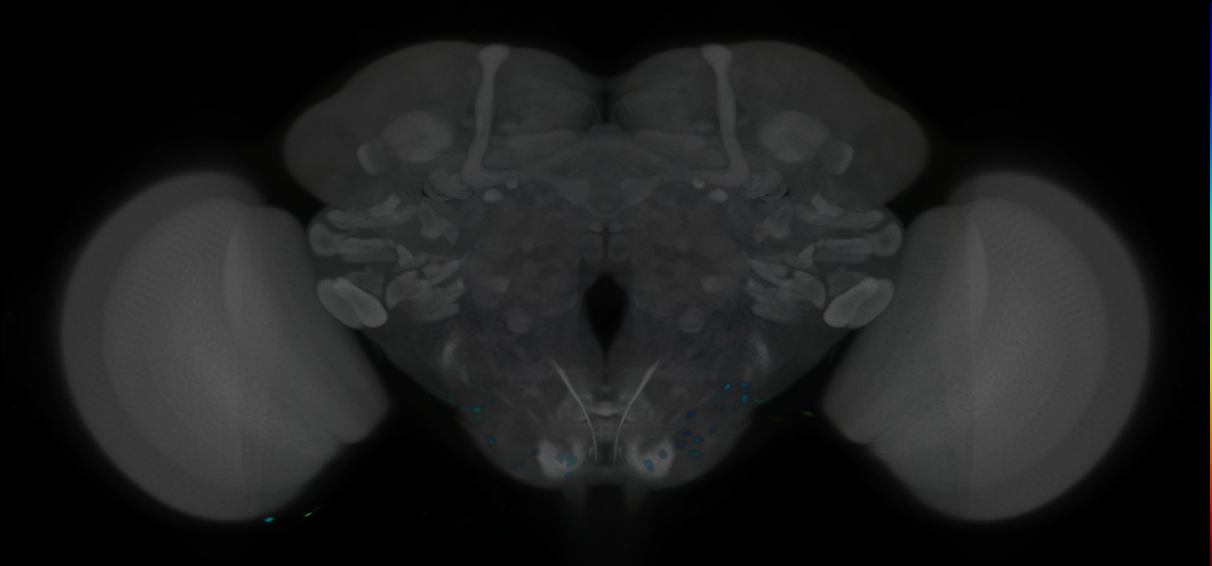 P{VT003215-GAL4} expression pattern