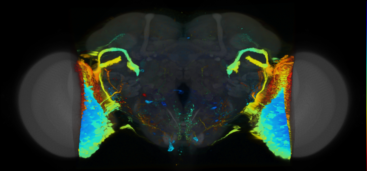P{VT003232-GAL4} expression pattern