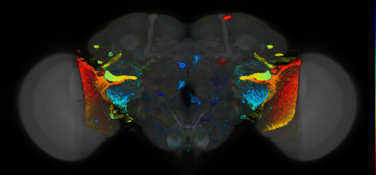 P{VT003275-GAL4} expression pattern