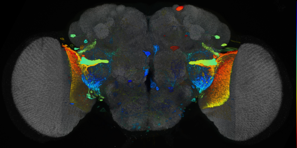 P{VT003275-GAL4} expression pattern
