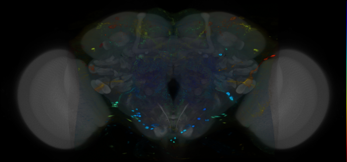 P{VT003377-GAL4} expression pattern