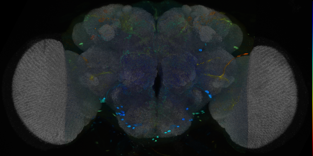 P{VT003377-GAL4} expression pattern