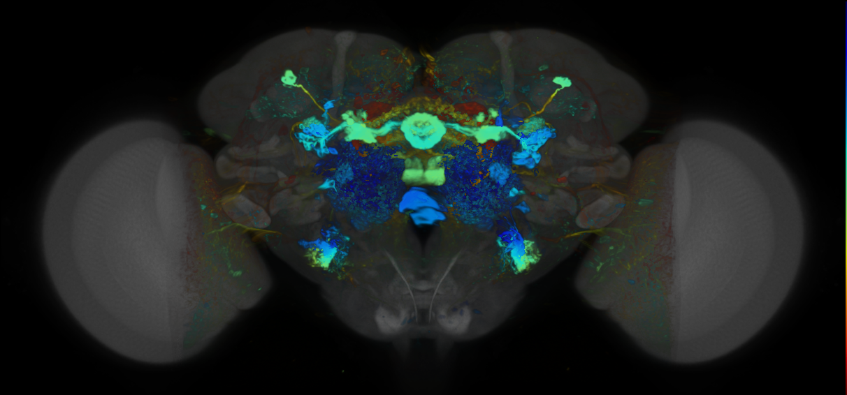 P{VT003473-GAL4} expression pattern