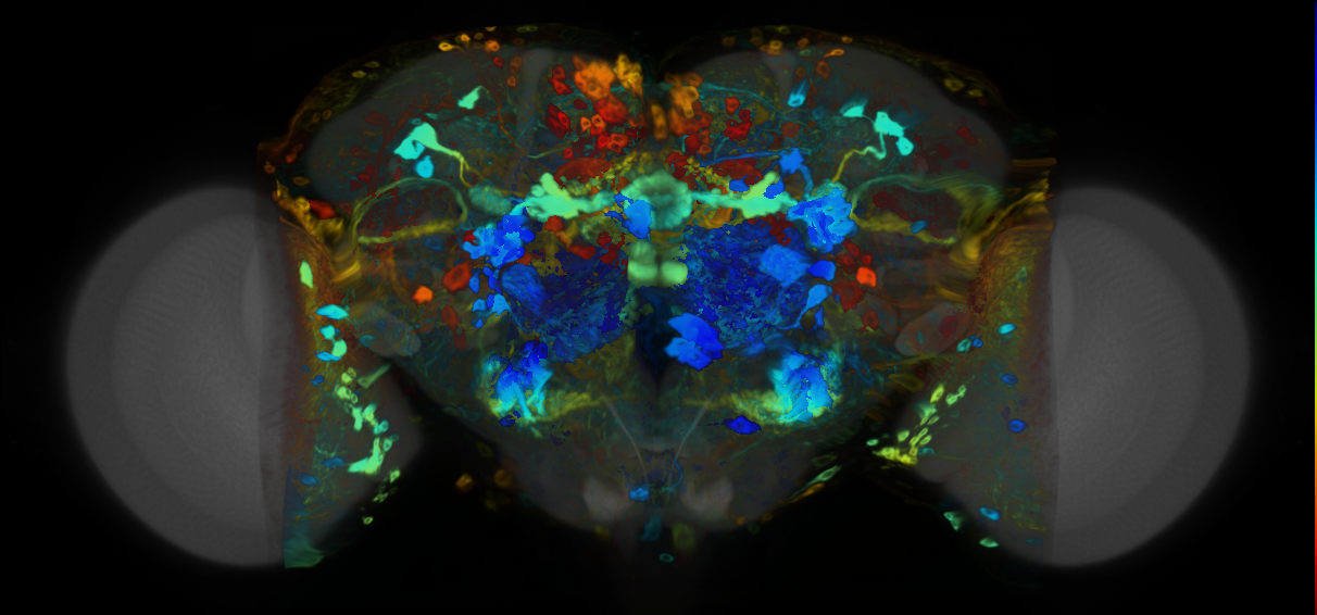 P{VT003473-GAL4} expression pattern
