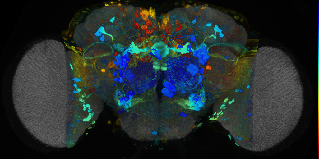 P{VT003473-GAL4} expression pattern