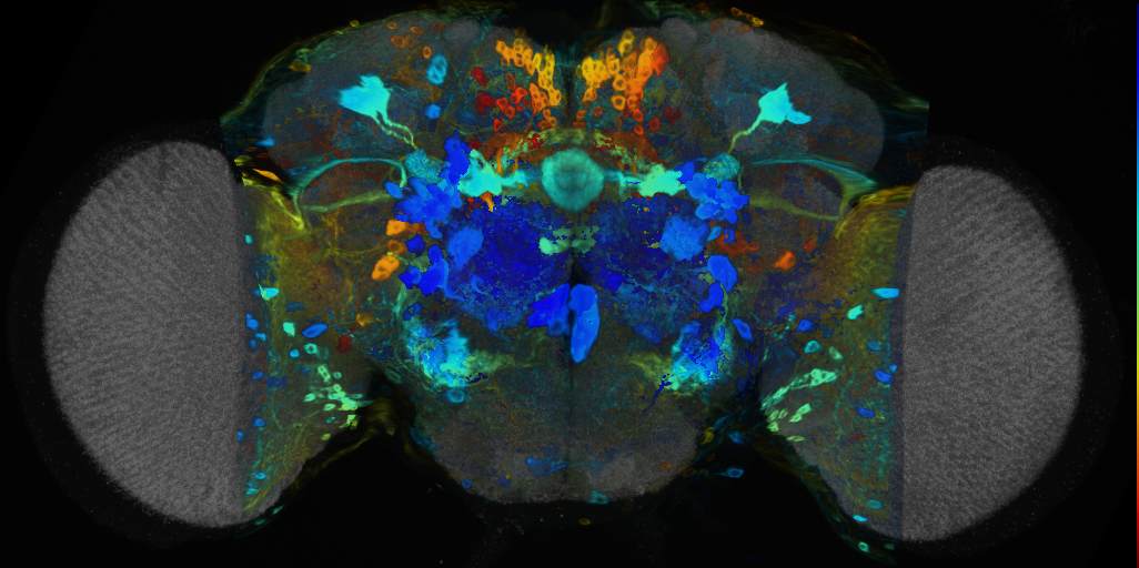 P{VT003473-GAL4} expression pattern