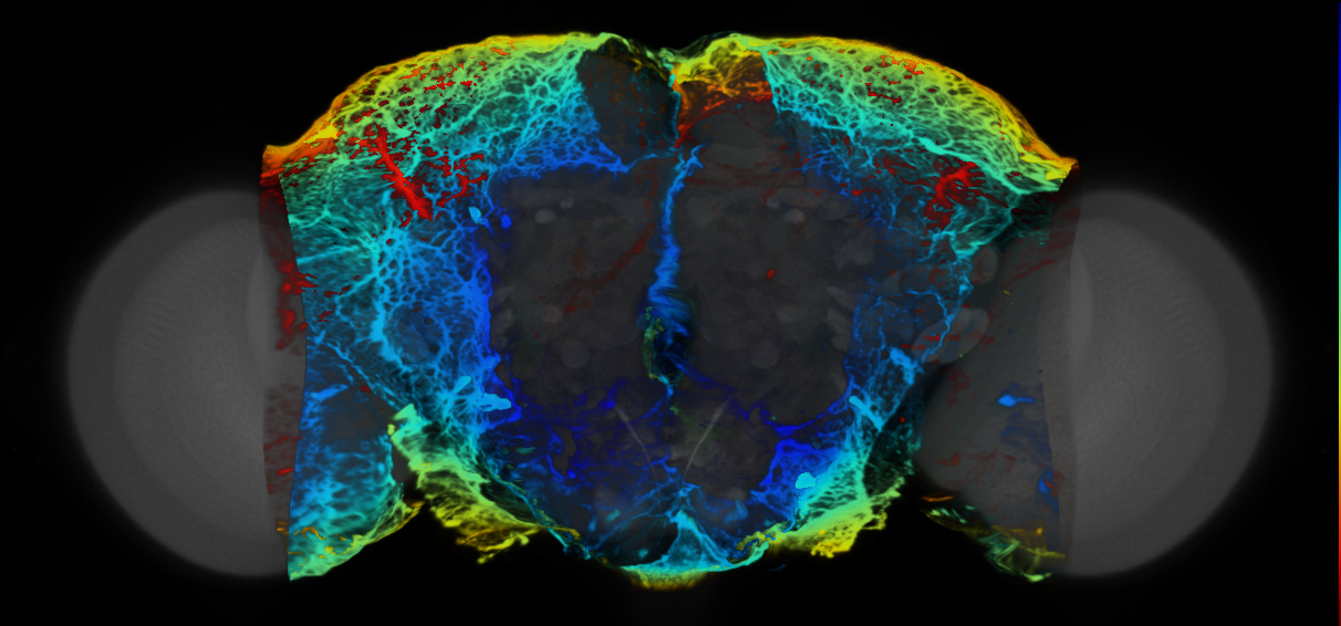 P{VT004241-GAL4} expression pattern