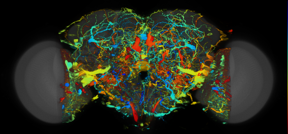 P{VT004313-GAL4} expression pattern