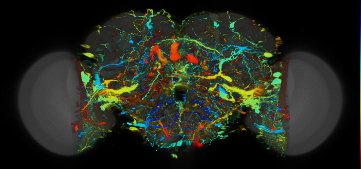 P{VT004313-GAL4} expression pattern