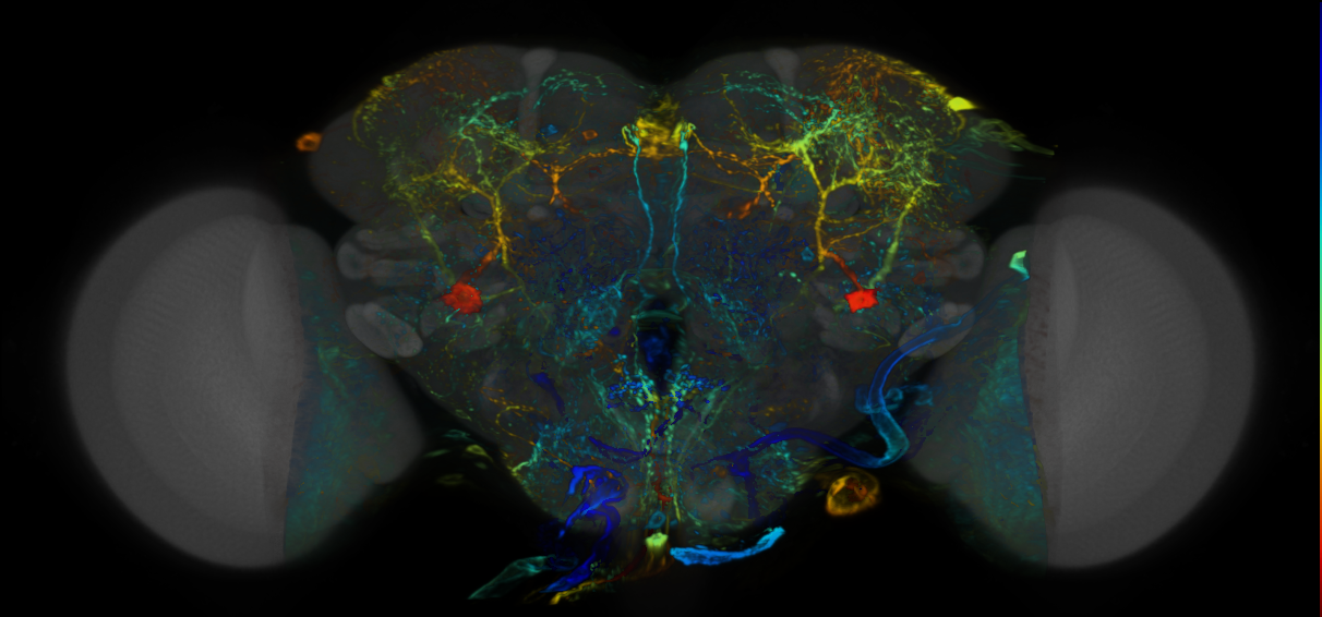 P{VT004320-GAL4} expression pattern