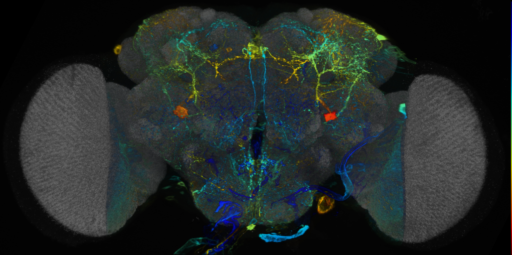 P{VT004320-GAL4} expression pattern