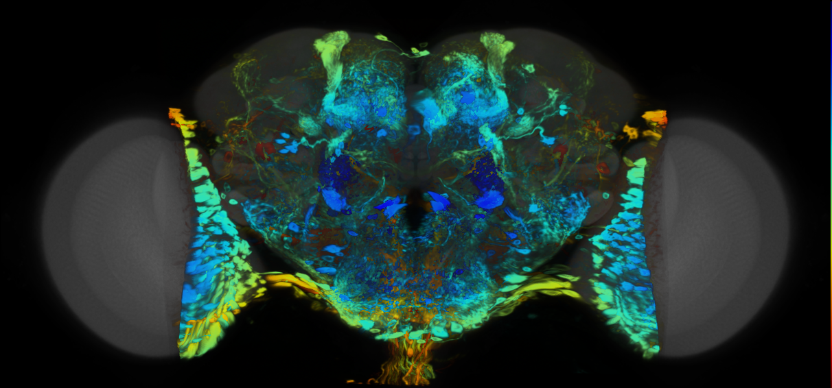 P{VT004425-GAL4} expression pattern
