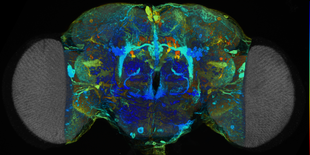 P{VT004443-GAL4} expression pattern