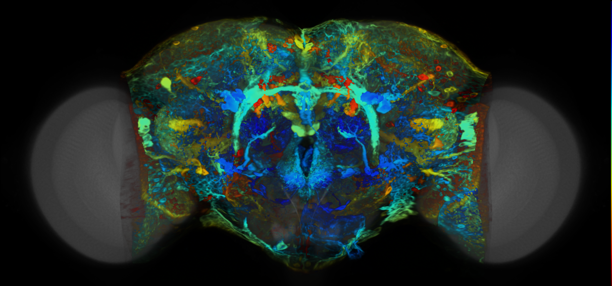 P{VT004443-GAL4} expression pattern