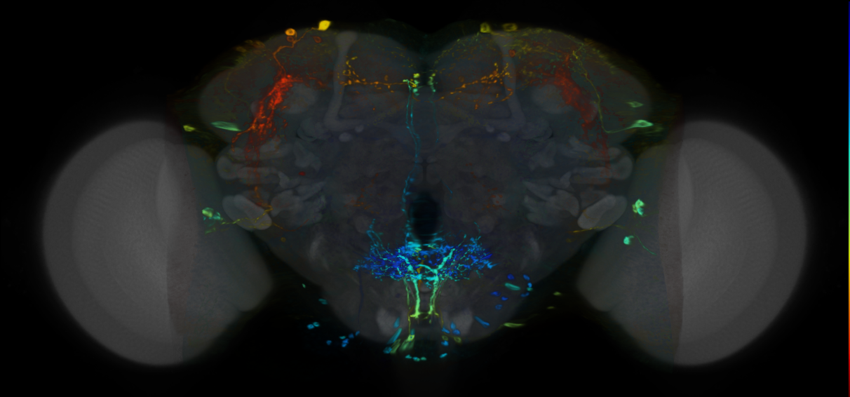 P{VT004450-GAL4} expression pattern