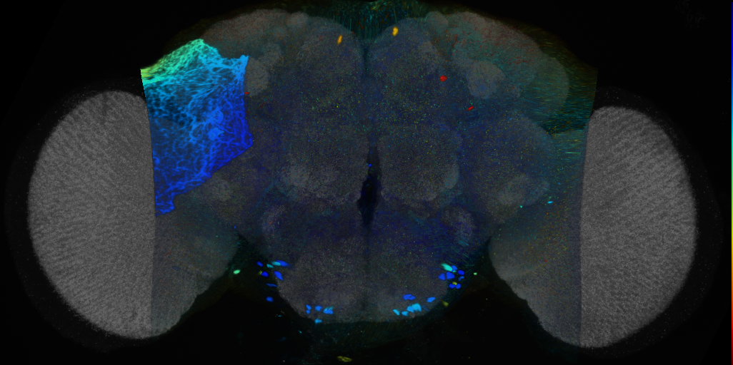 P{VT004451-GAL4} expression pattern