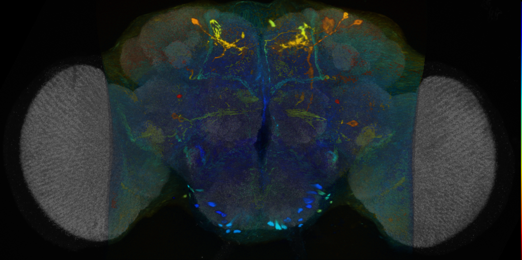 P{VT004851-GAL4} expression pattern