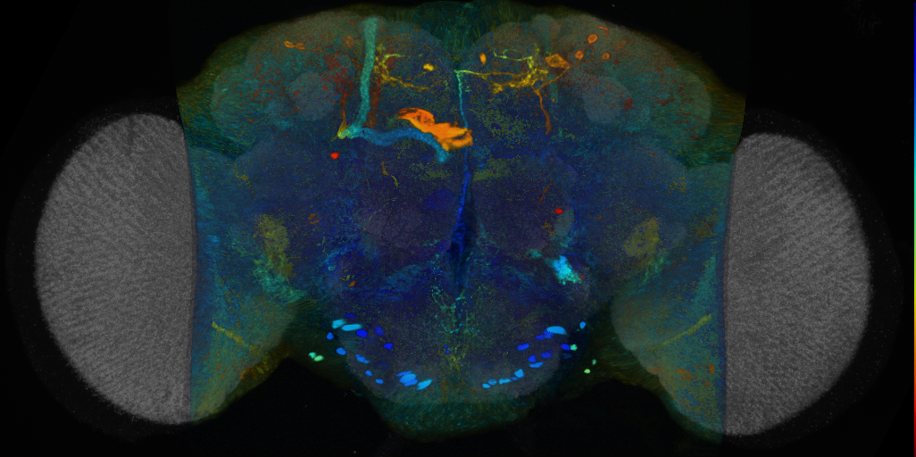 P{VT004851-GAL4} expression pattern