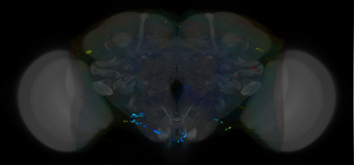 P{VT006166-GAL4} expression pattern