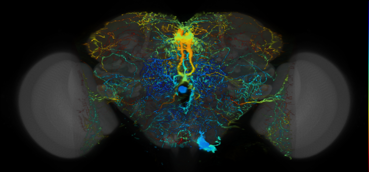 P{VT006398-GAL4} expression pattern
