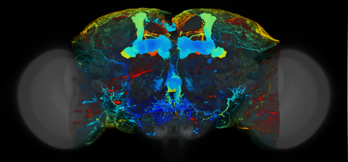 P{VT006412-GAL4} expression pattern