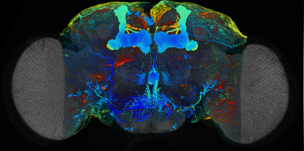 P{VT006412-GAL4} expression pattern