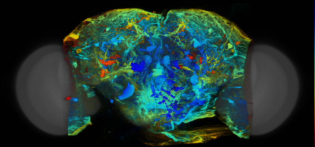 P{VT006415-GAL4} expression pattern