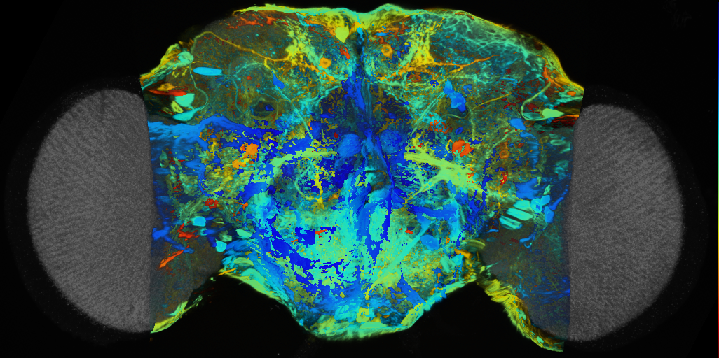 P{VT006415-GAL4} expression pattern