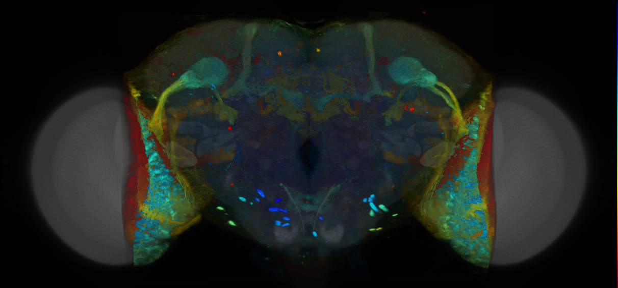 P{VT006447-GAL4} expression pattern