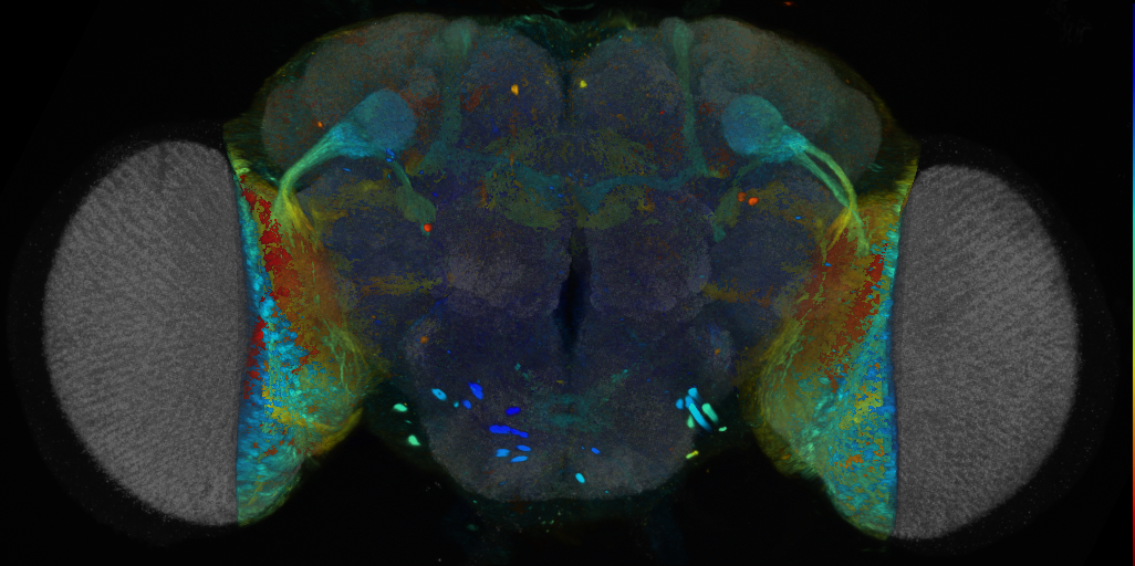 P{VT006447-GAL4} expression pattern