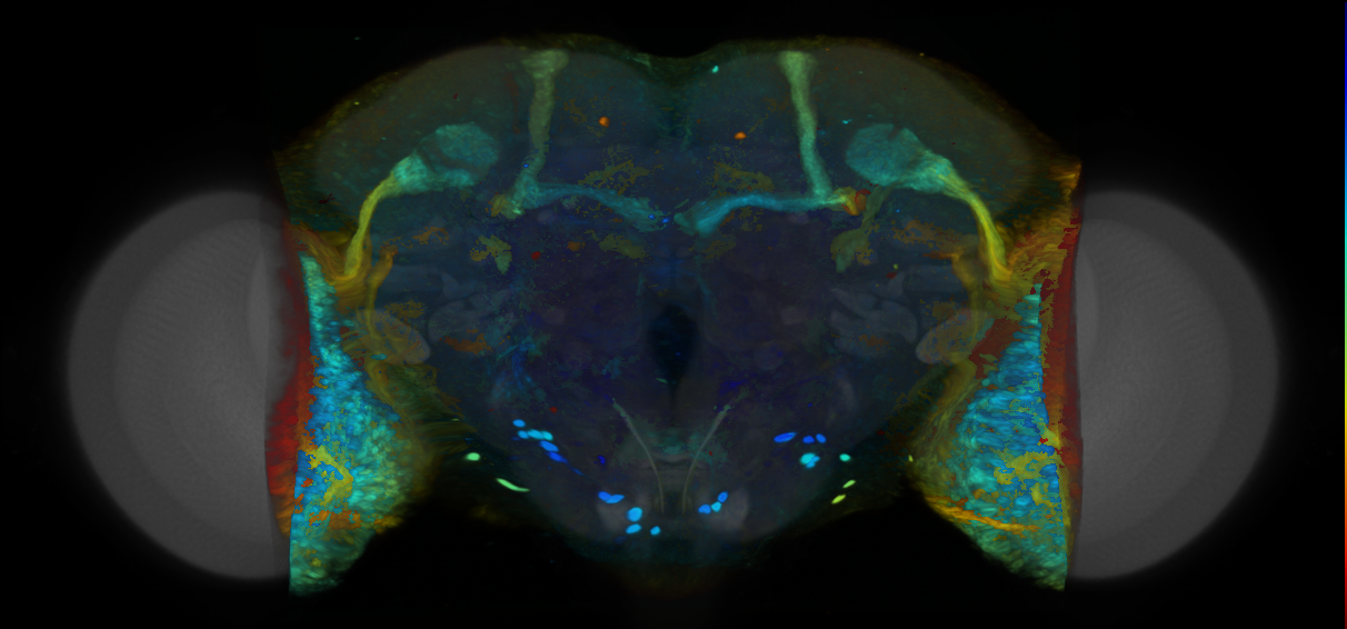 P{VT006447-GAL4} expression pattern